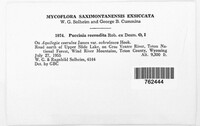 Puccinia recondita image